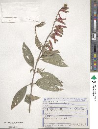 Cuphea melvilla image