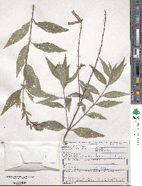 Cuphea melvilla image