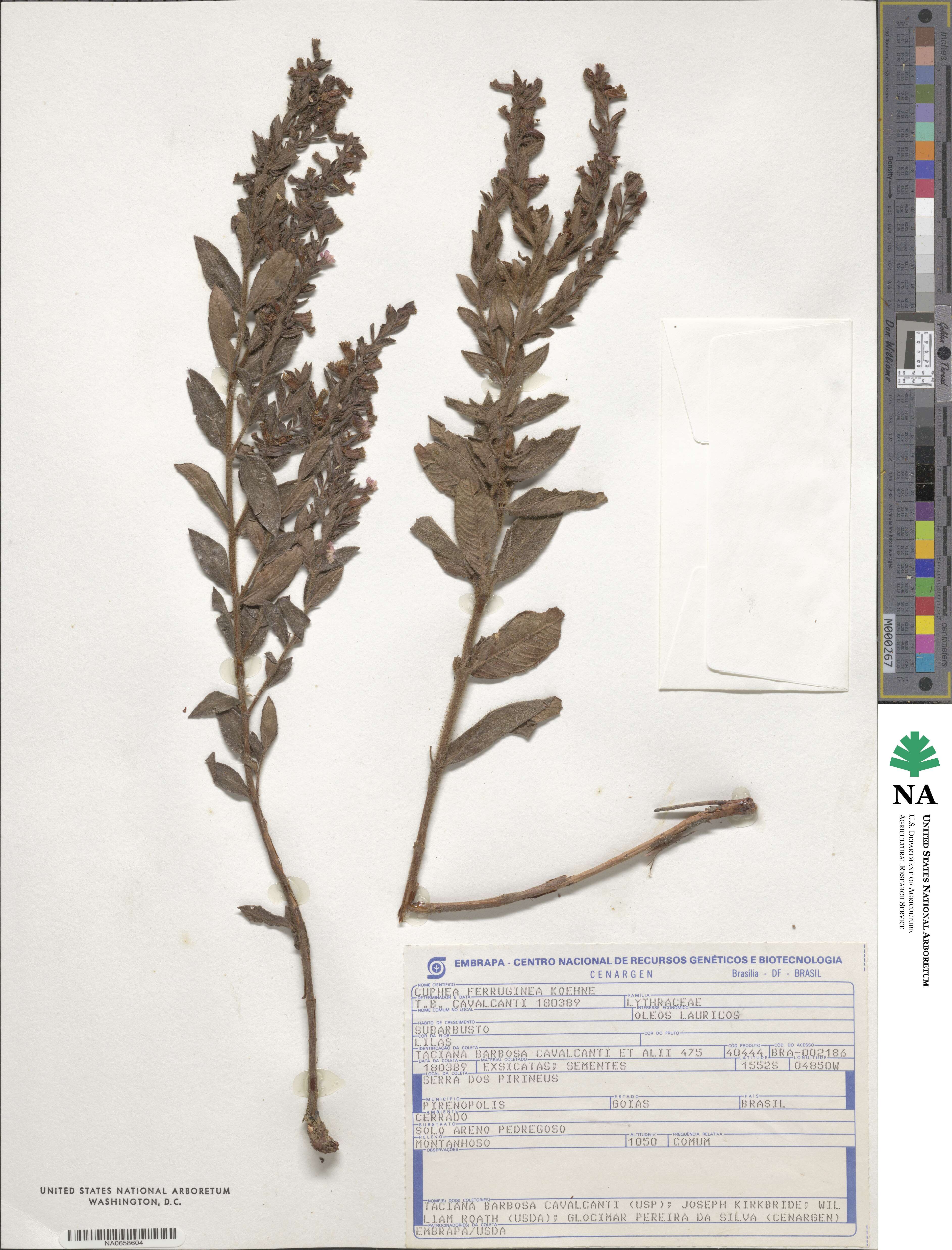 Cuphea ferruginea image