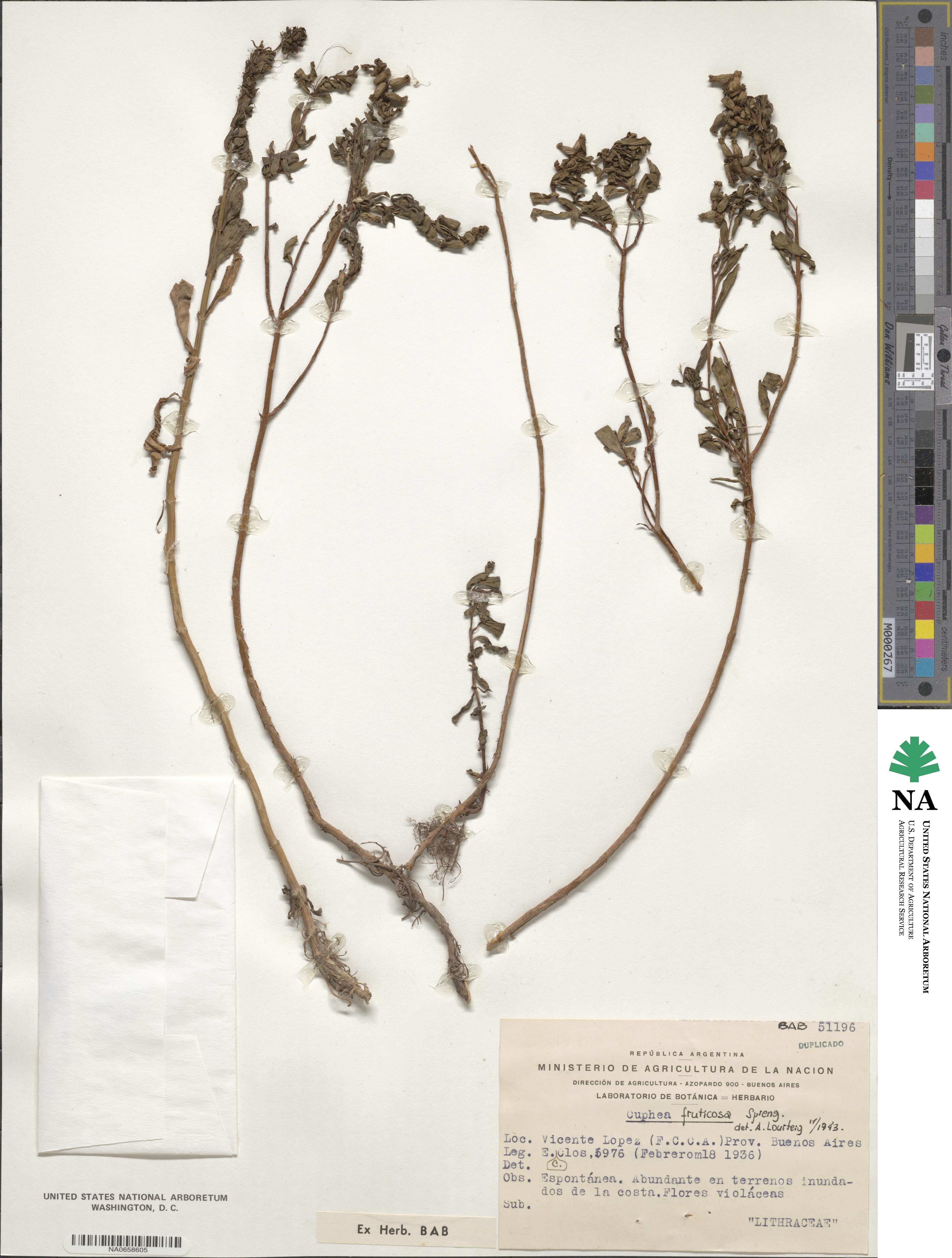 Cuphea fruticosa image