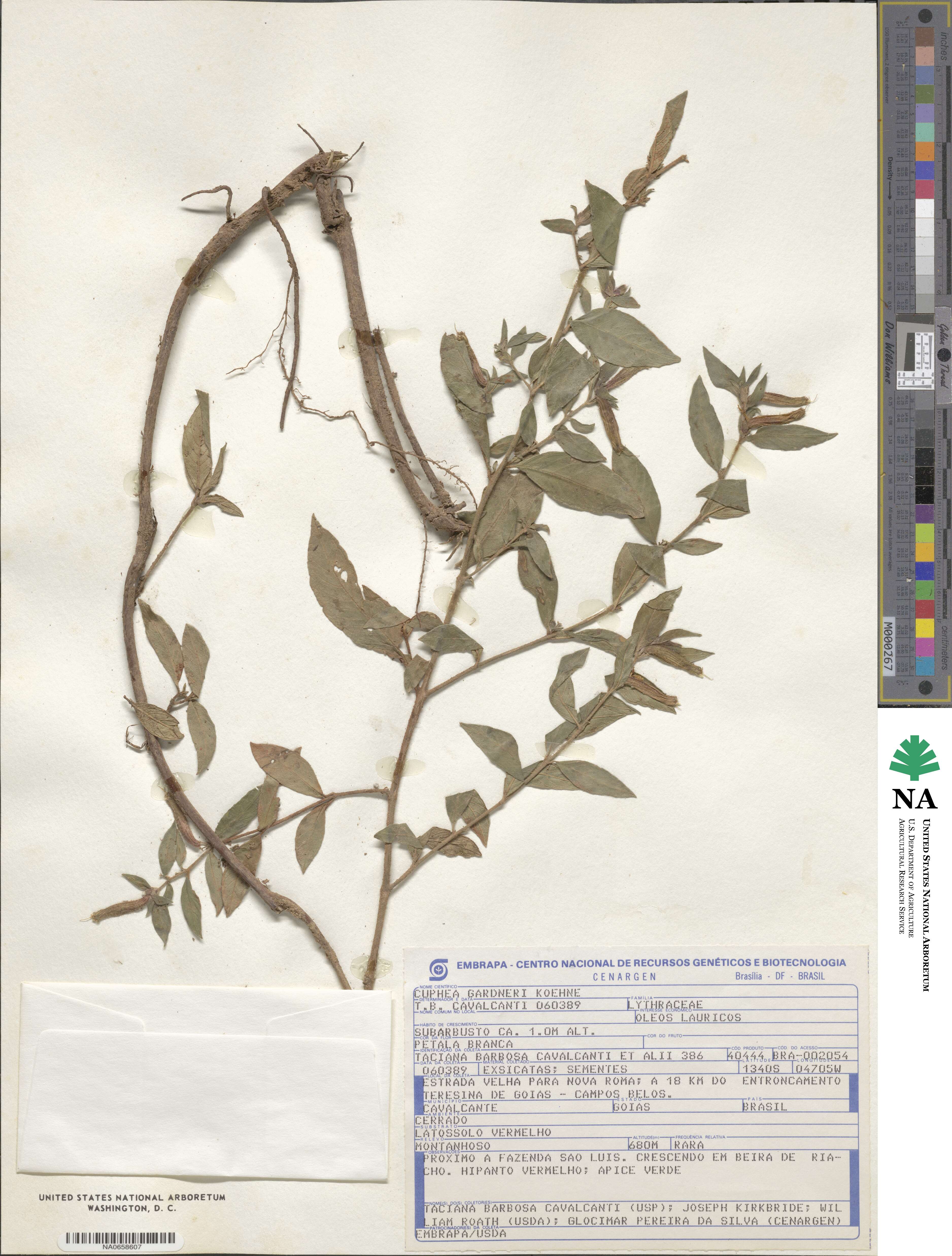 Cuphea gardneri image