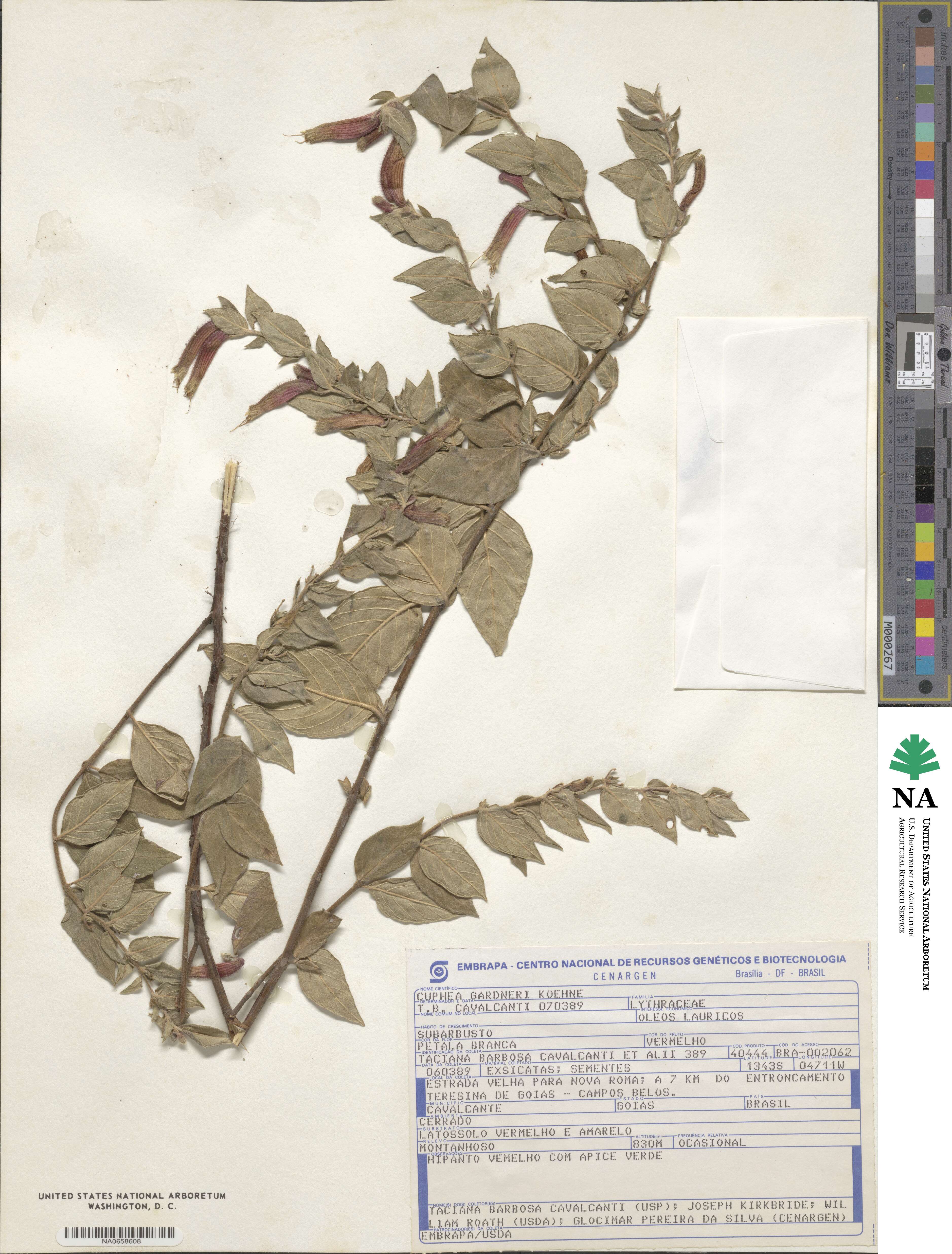 Cuphea gardneri image