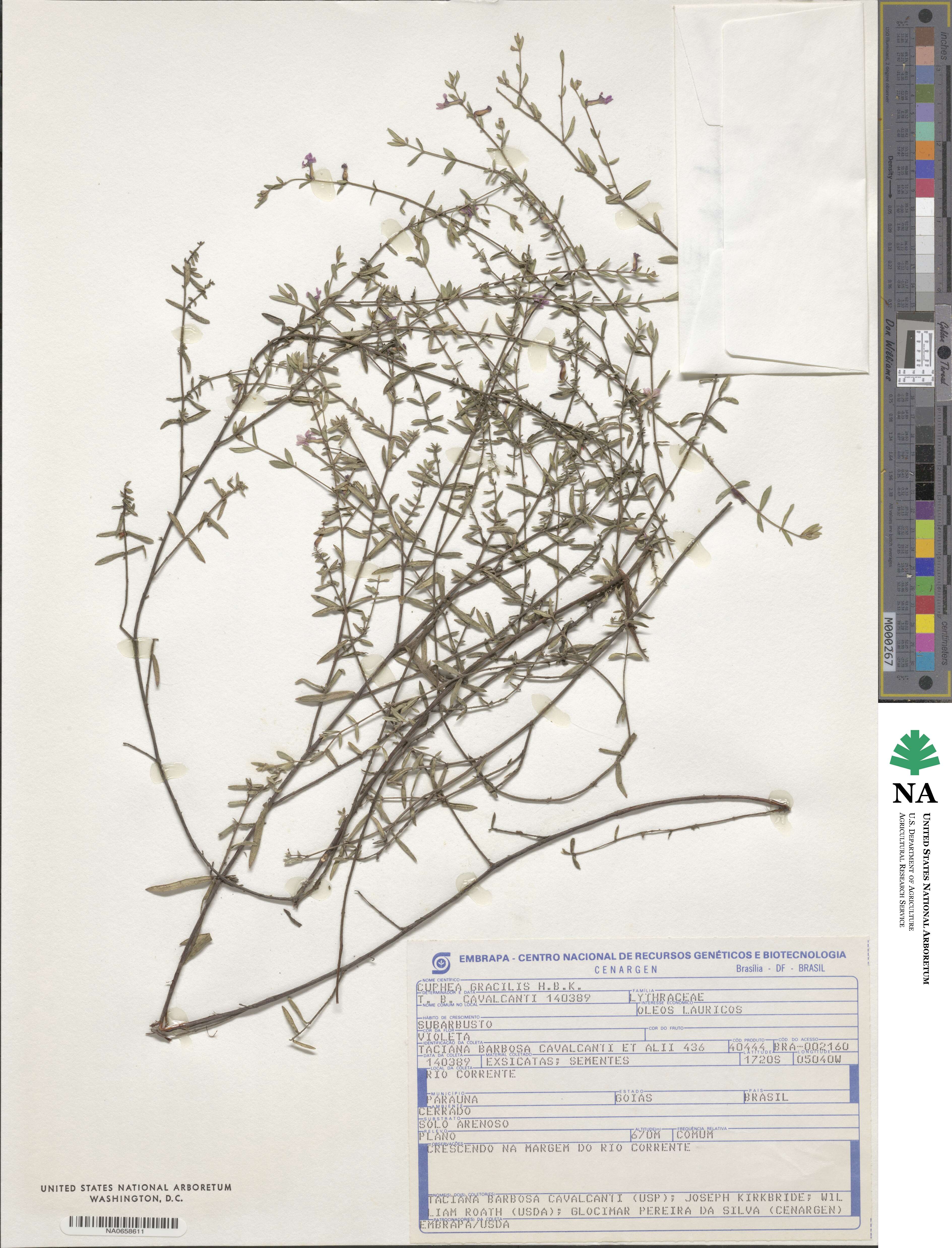 Cuphea gracilis image