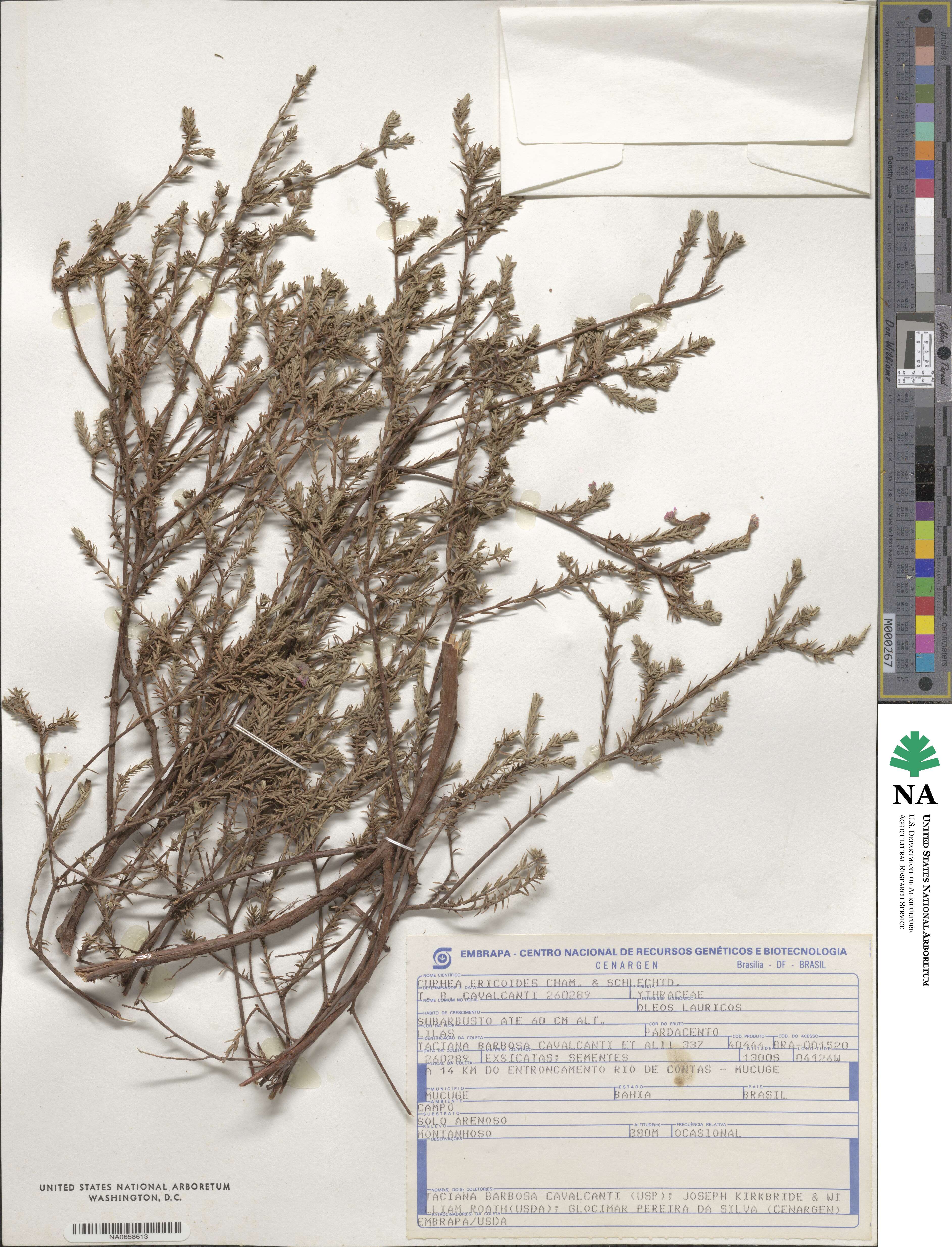 Cuphea ericoides image