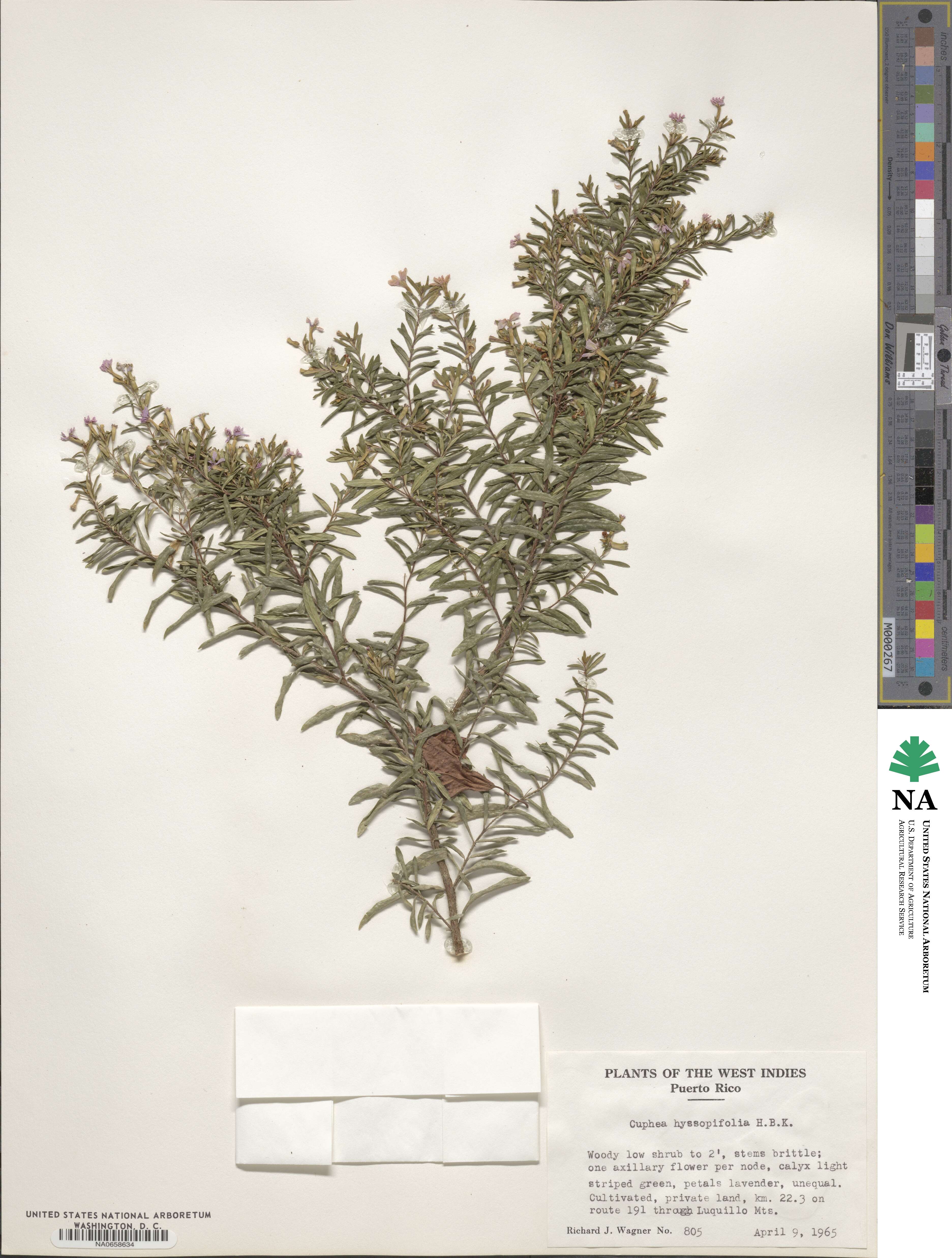Cuphea hyssopifolia image