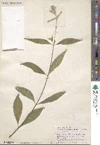 Cuphea melvilla image