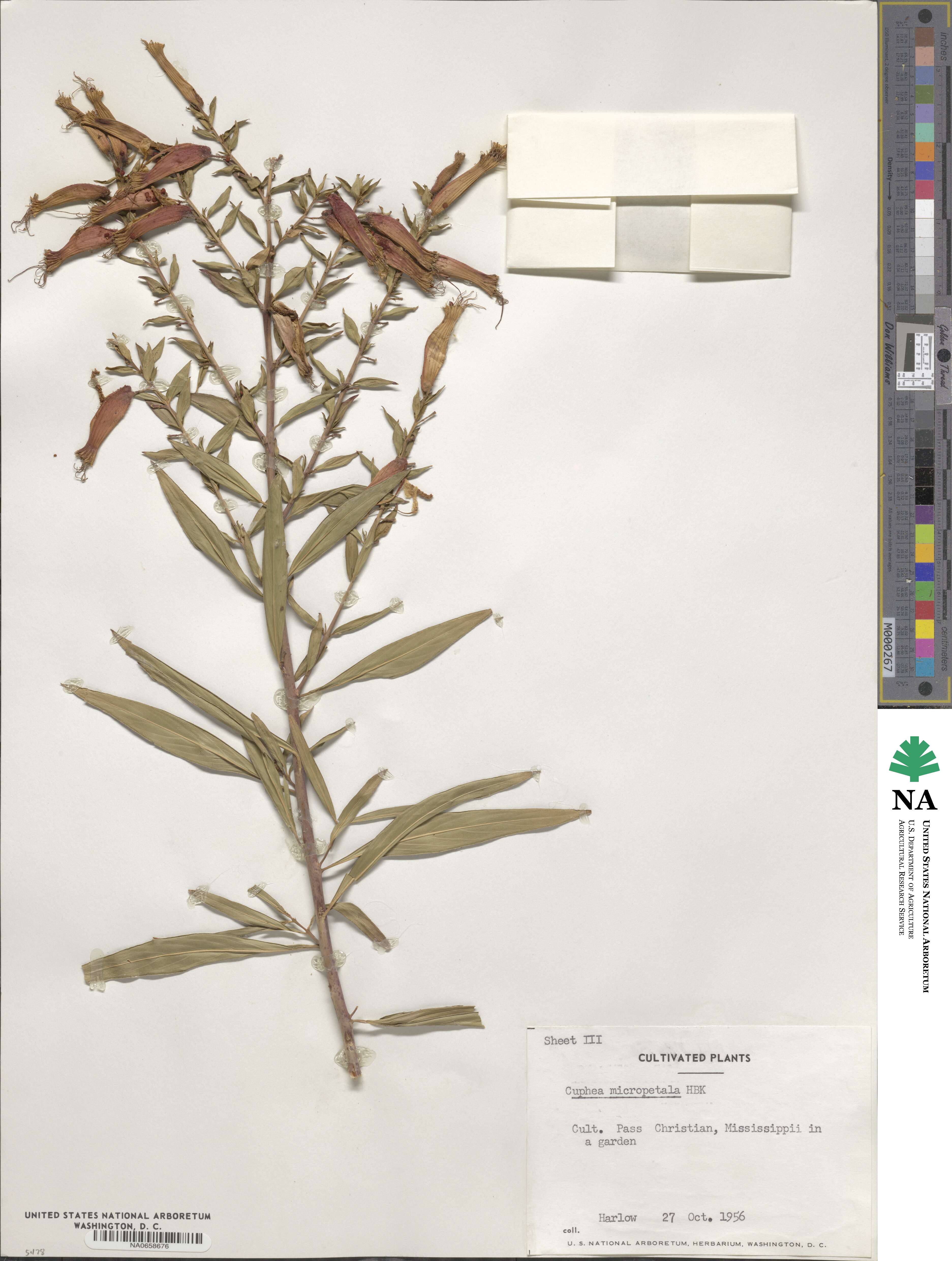 Cuphea micropetala image