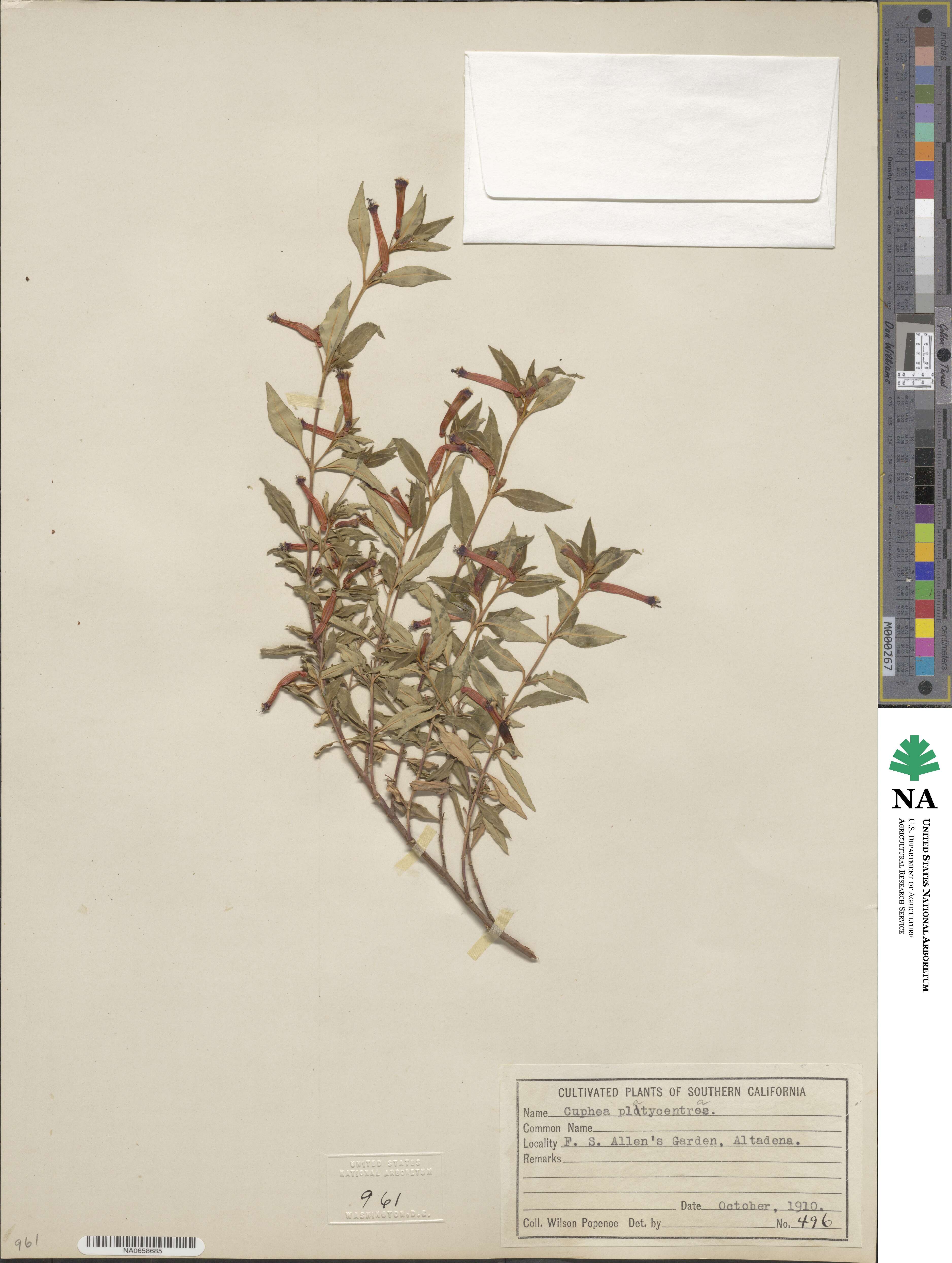 Cuphea platycentra image