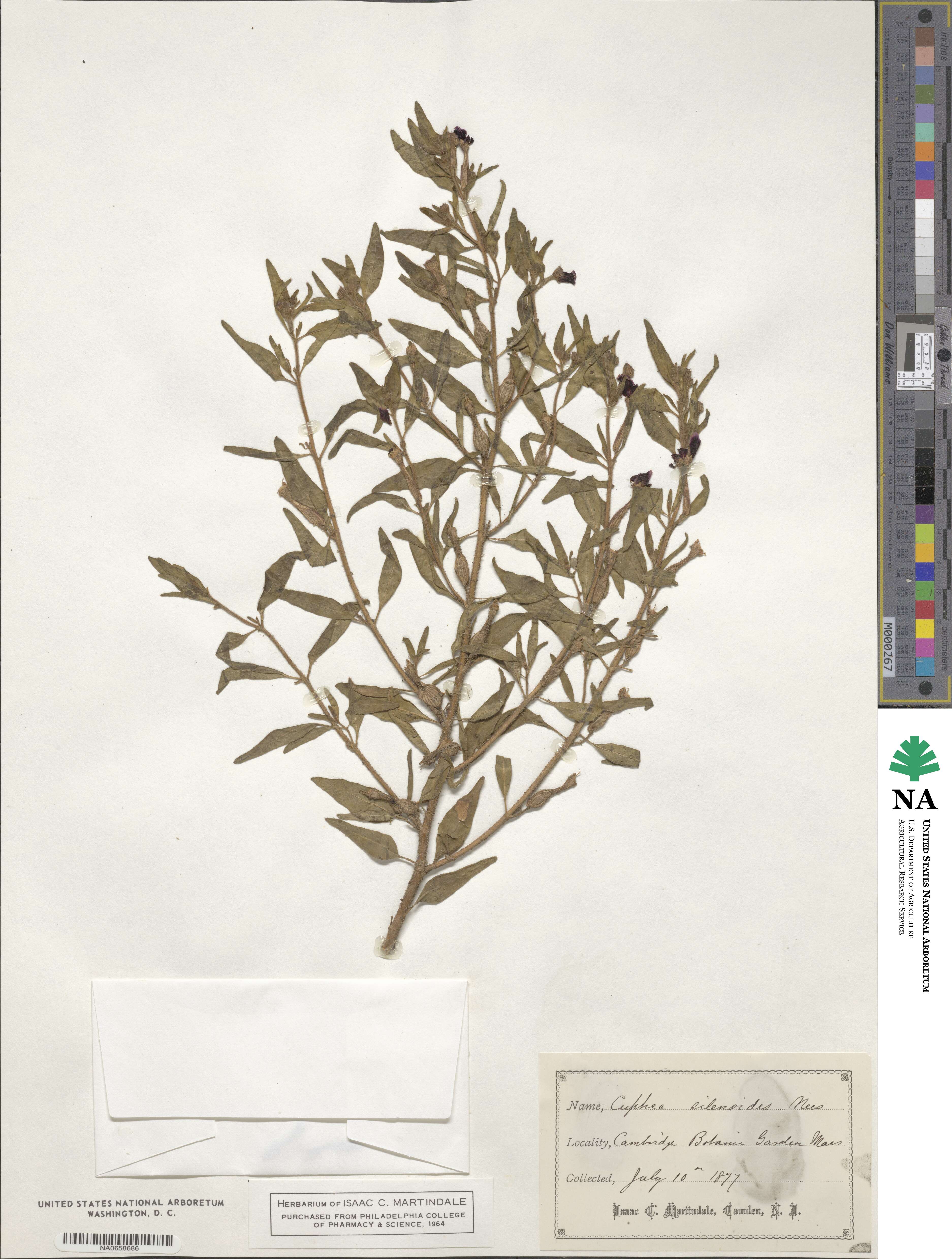 Cuphea silenoides image