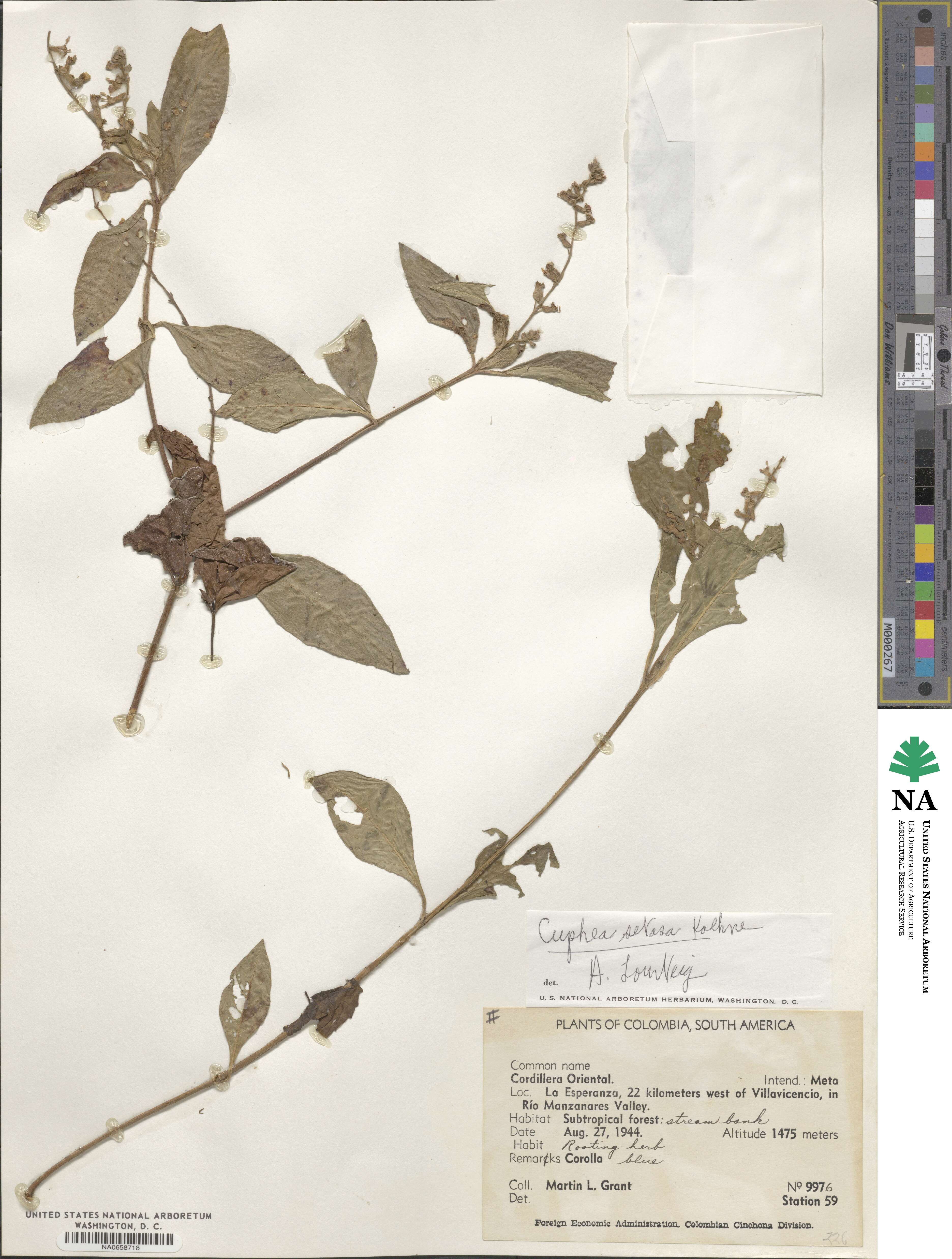 Cuphea setosa image