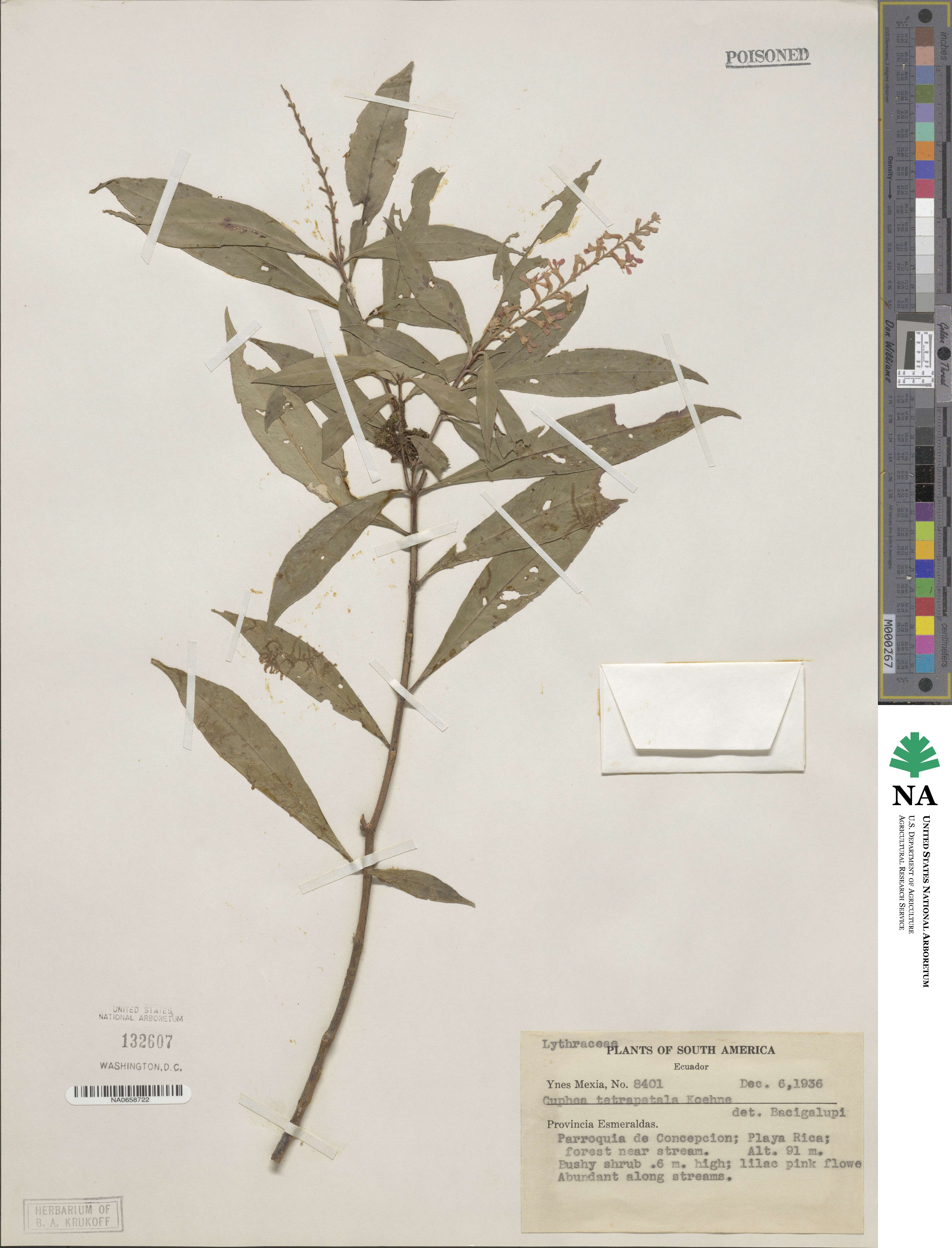 Cuphea tetrapetala image