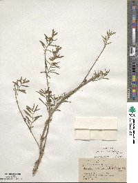Heimia apetala image