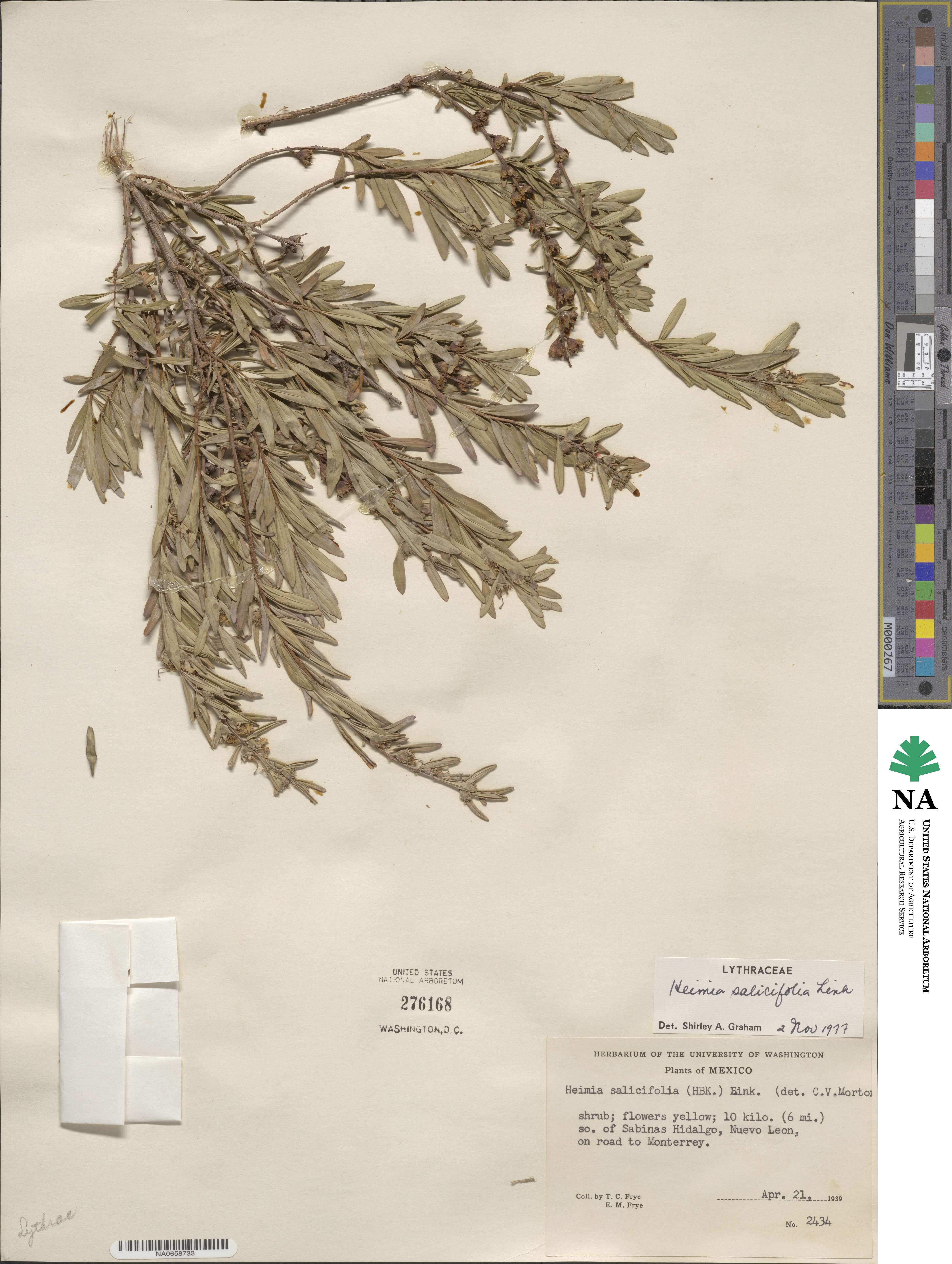 Heimia apetala image