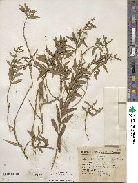Heimia apetala image