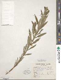 Heimia apetala image