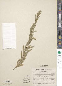 Heimia apetala image