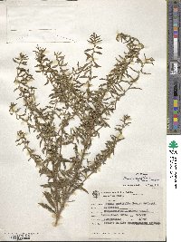 Heimia apetala image