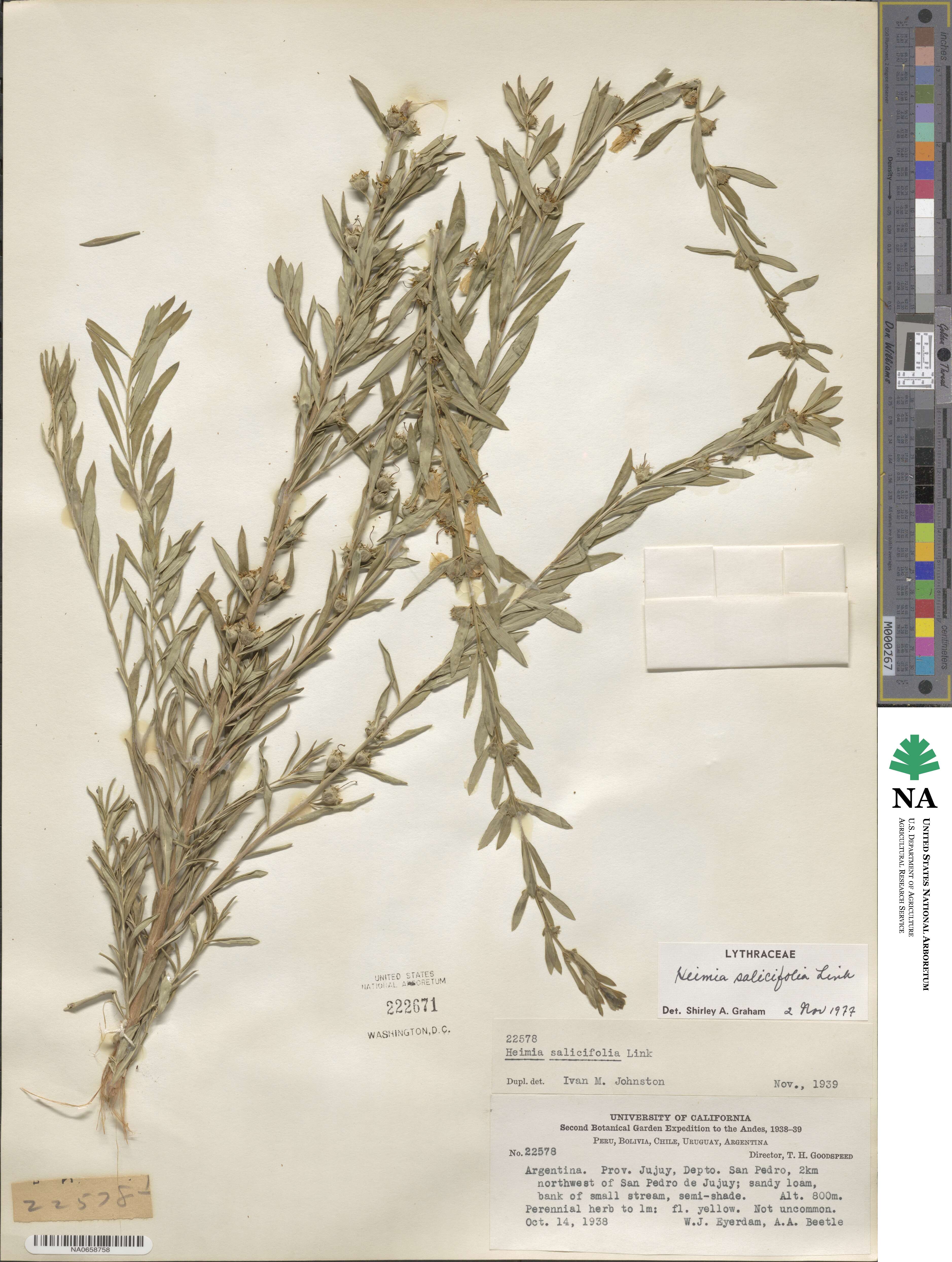 Heimia salicifolia image