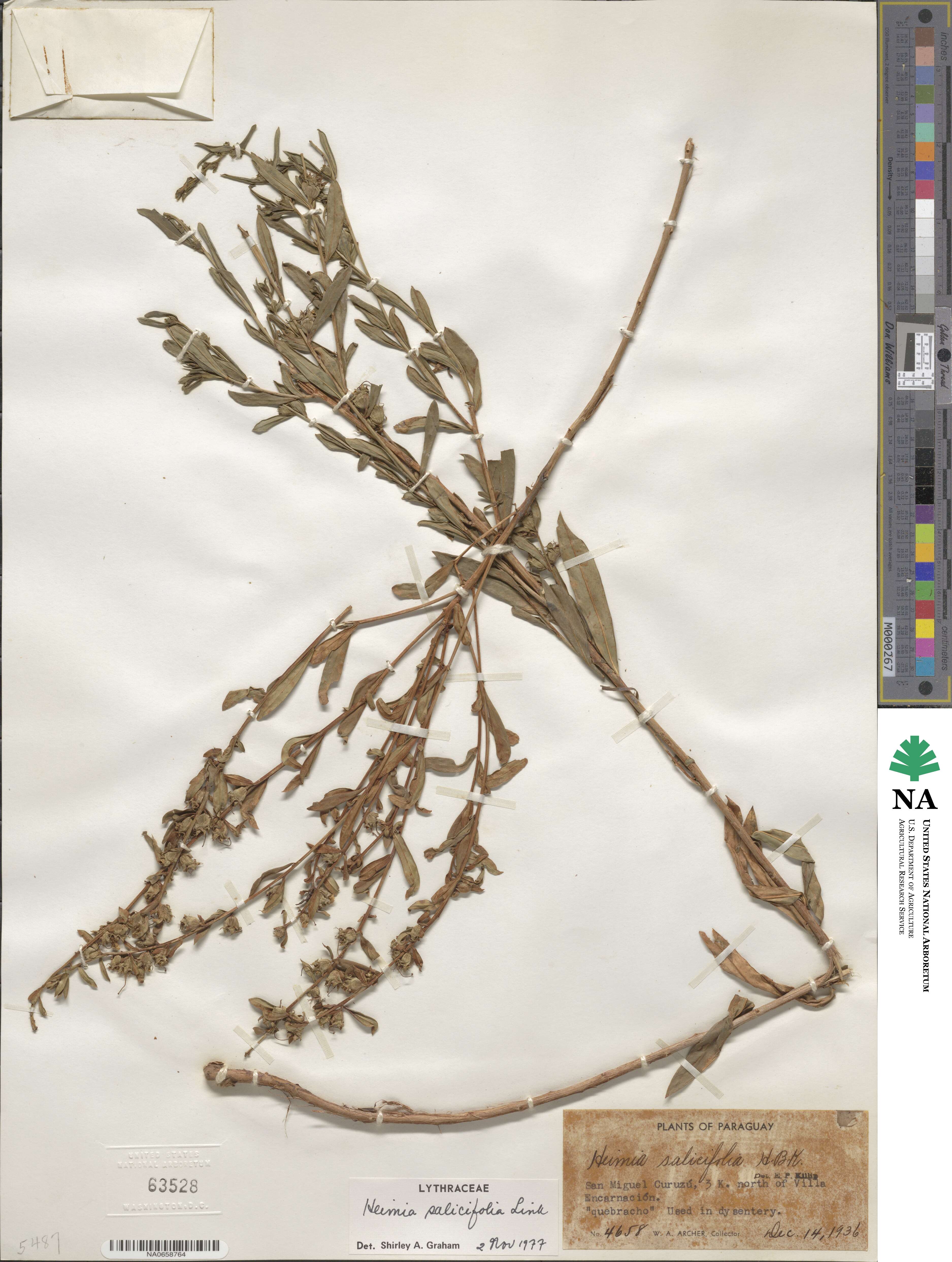 Heimia salicifolia image