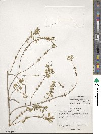 Heimia apetala image