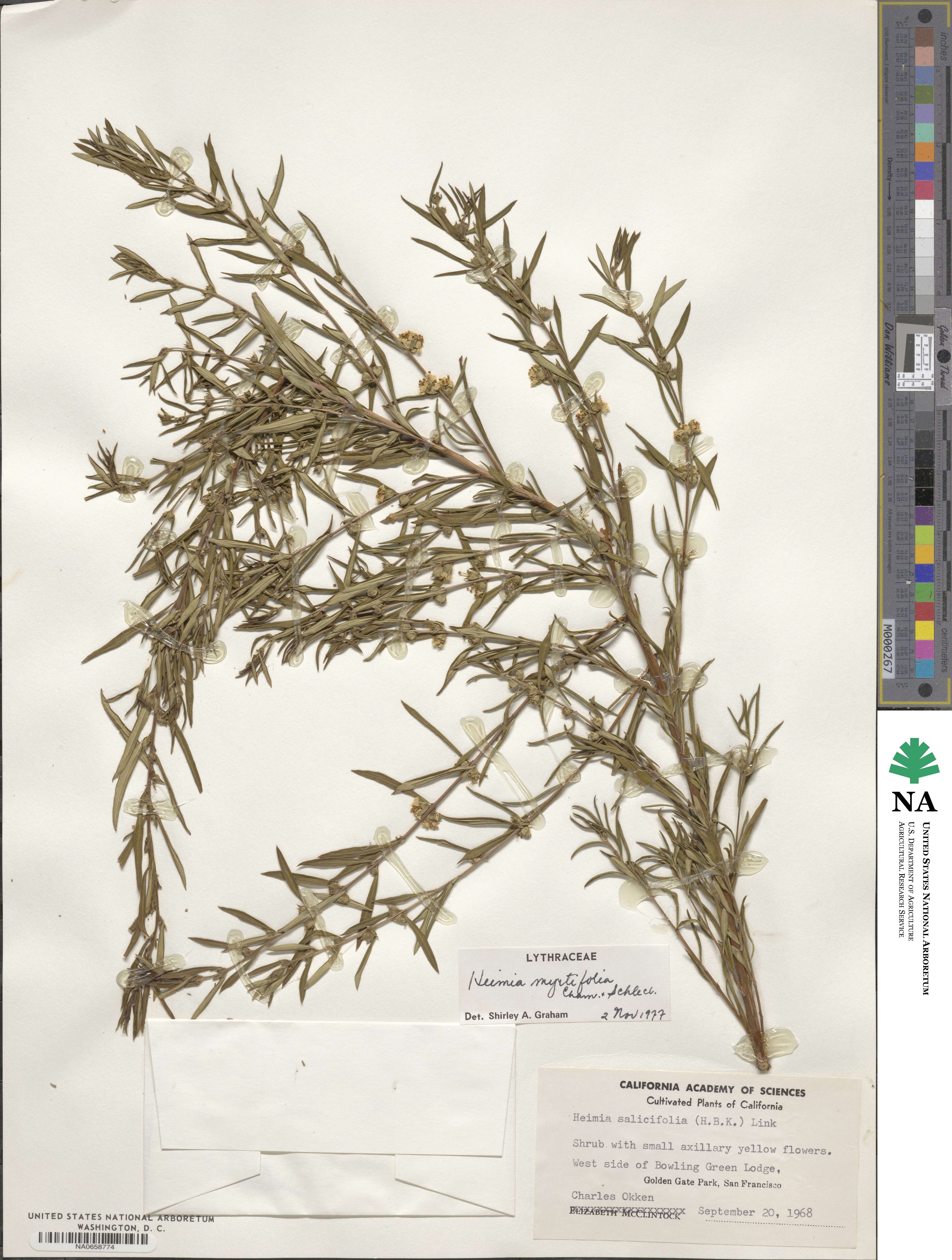 Heimia apetala image