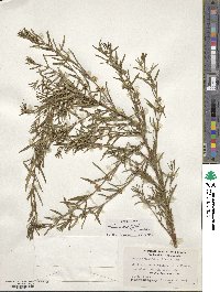 Heimia apetala image