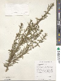 Heimia salicifolia image