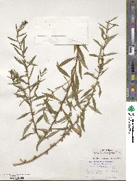 Heimia salicifolia image