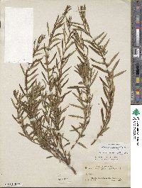 Heimia salicifolia image