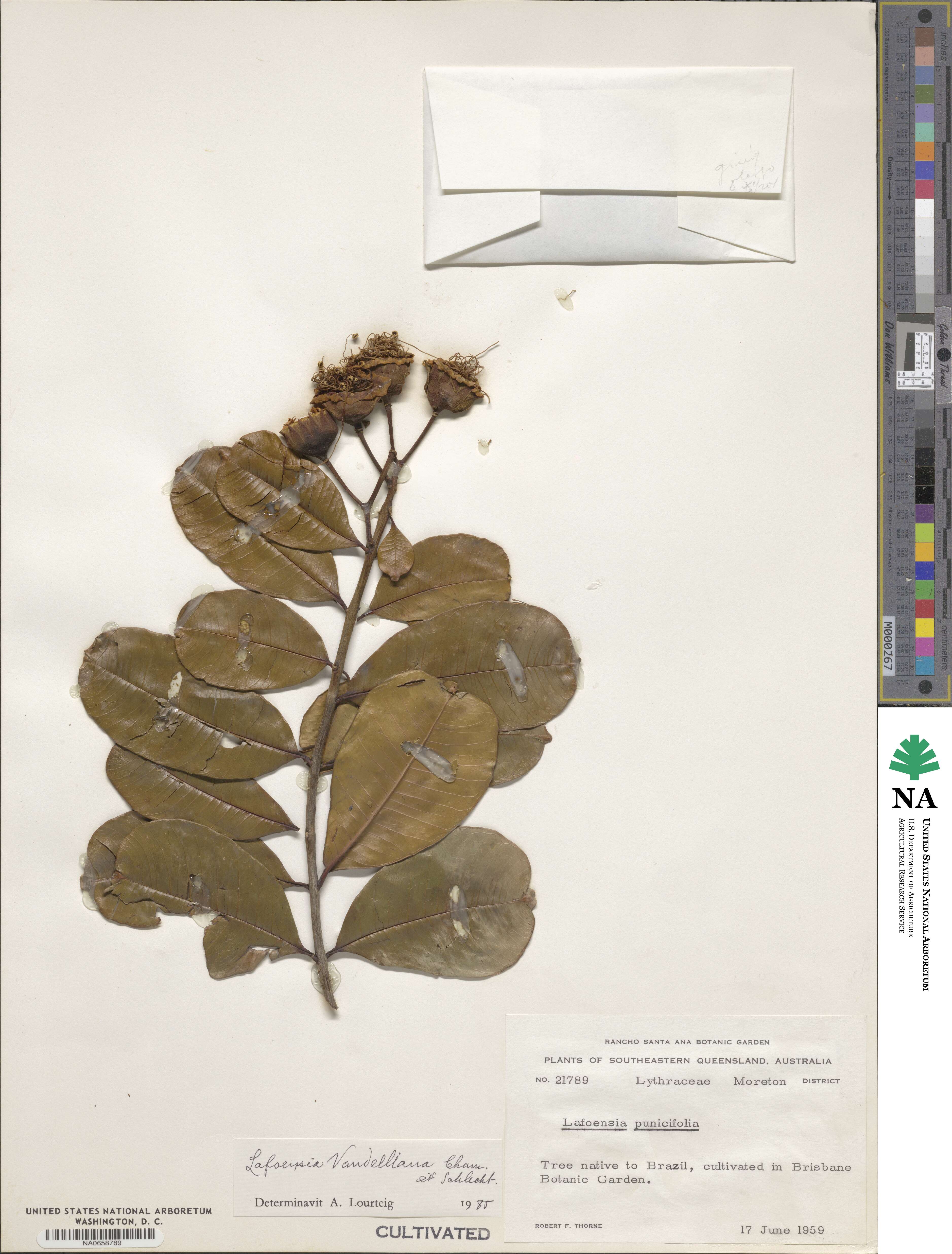 Lafoensia vandelliana image