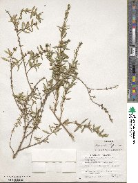 Heimia apetala image