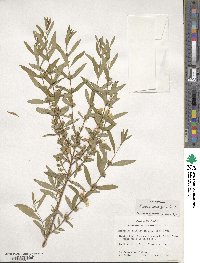 Heimia apetala image