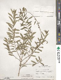 Heimia apetala image