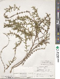 Heimia apetala image