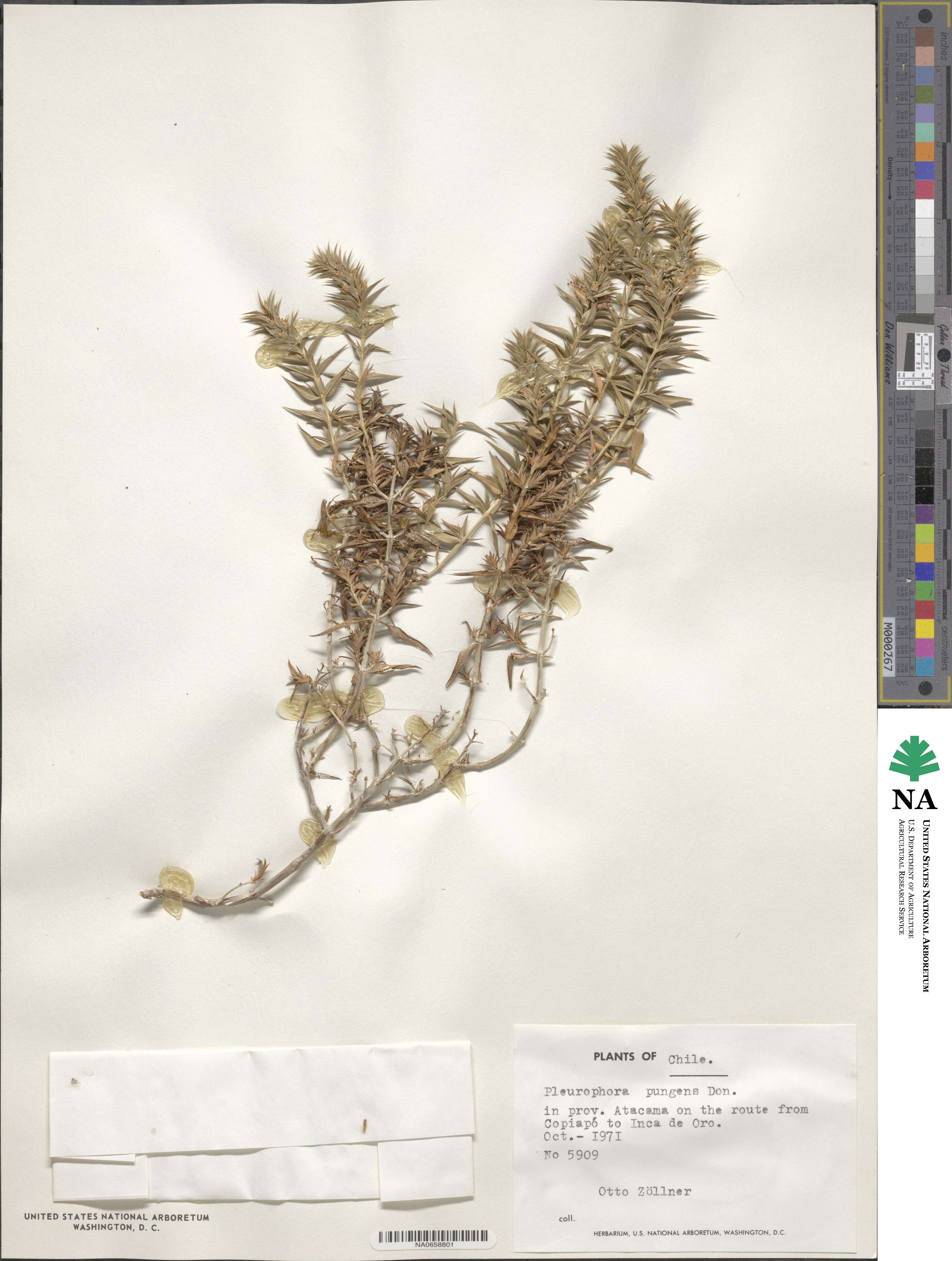 Pleurophora pungens image