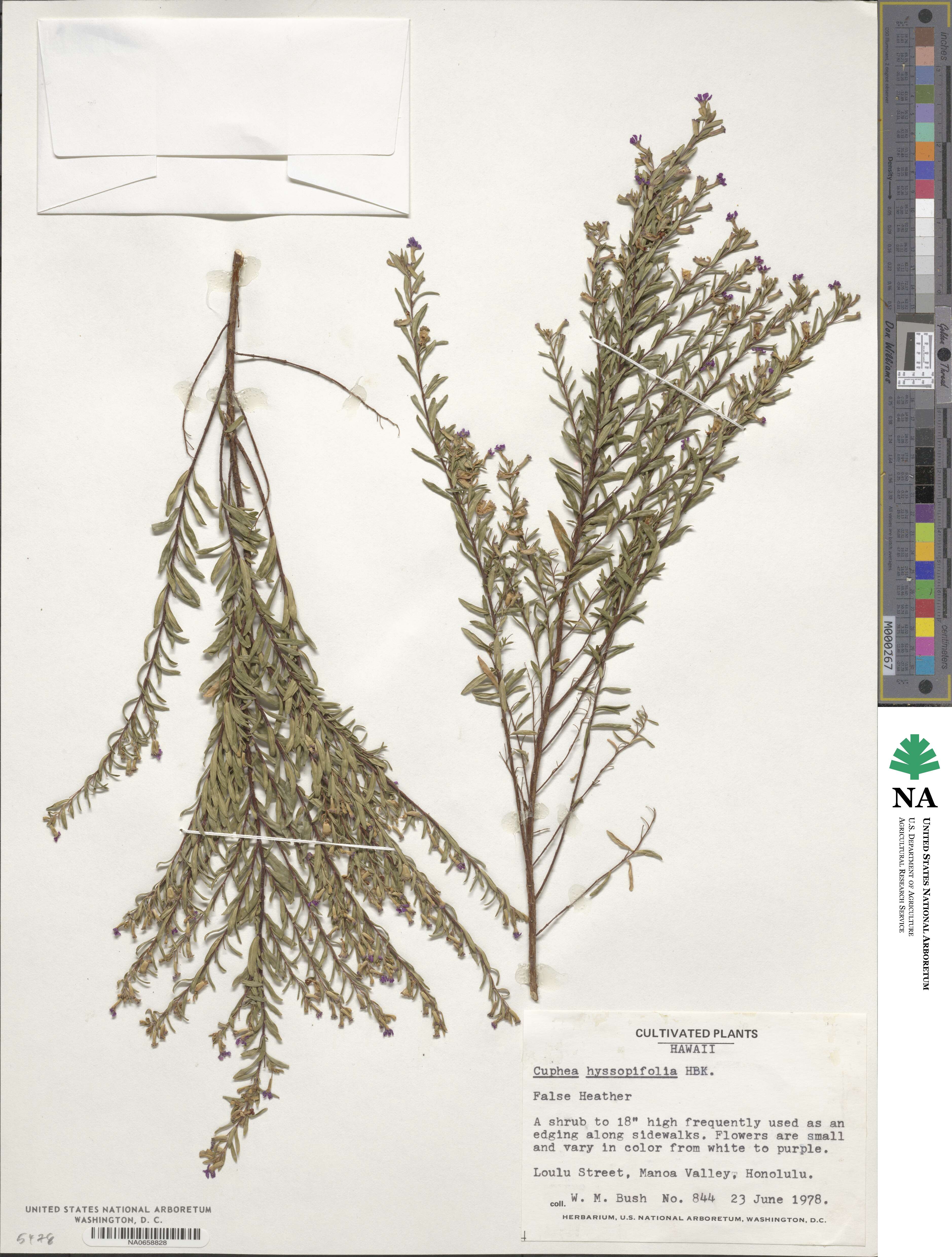 Cuphea hyssopifolia image