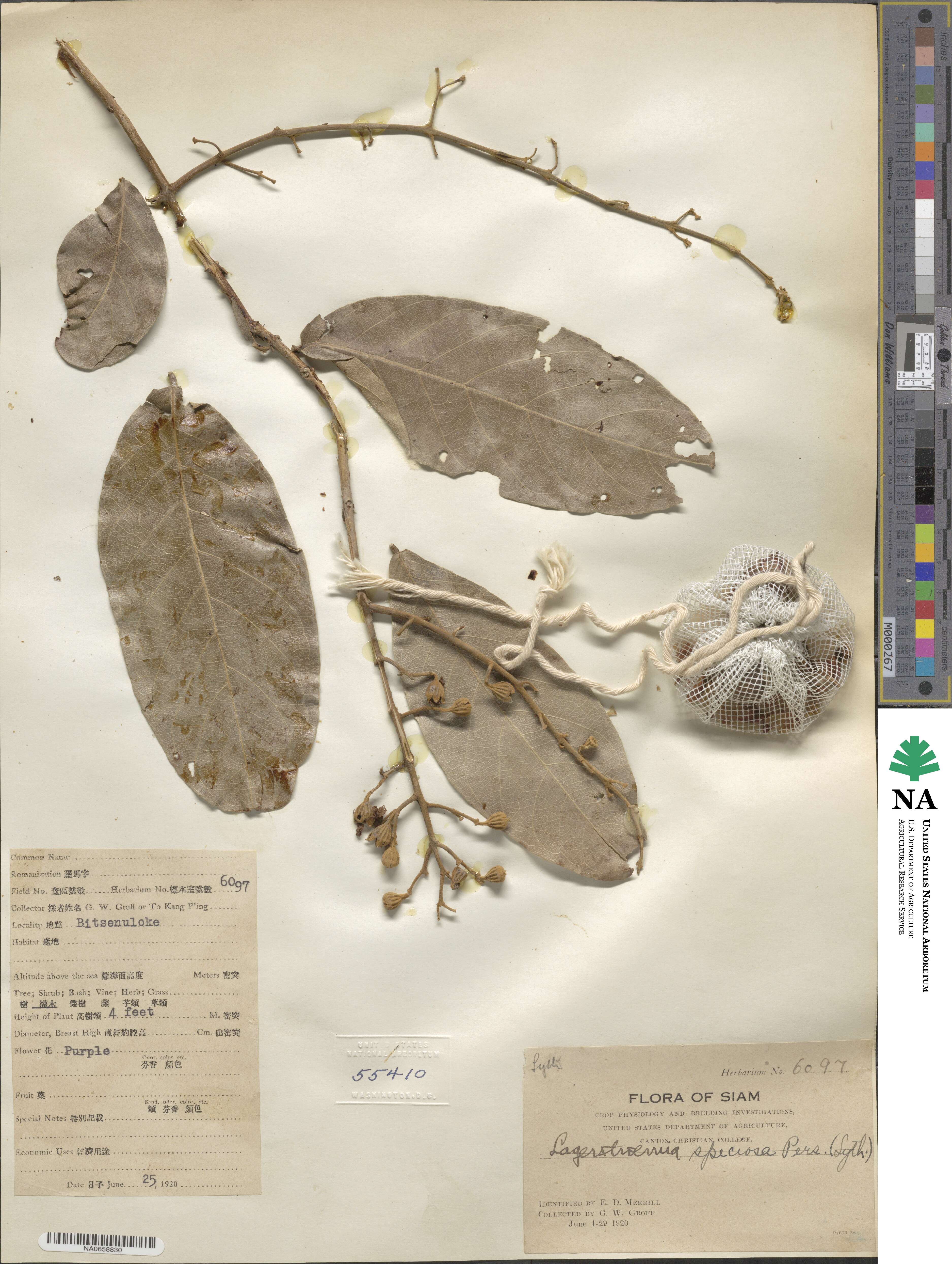 Lagerstroemia speciosa image