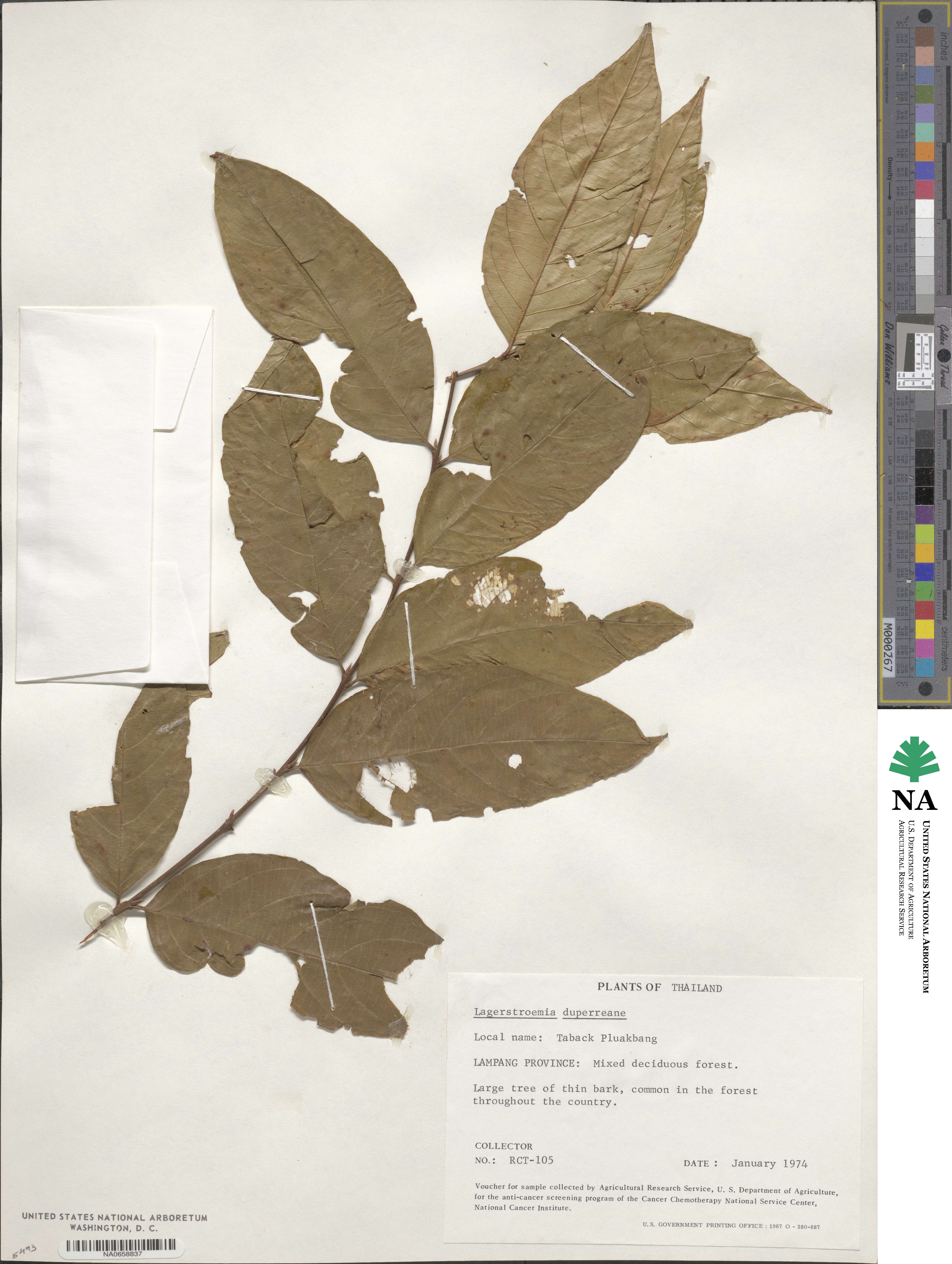 Lagerstroemia duperreana image