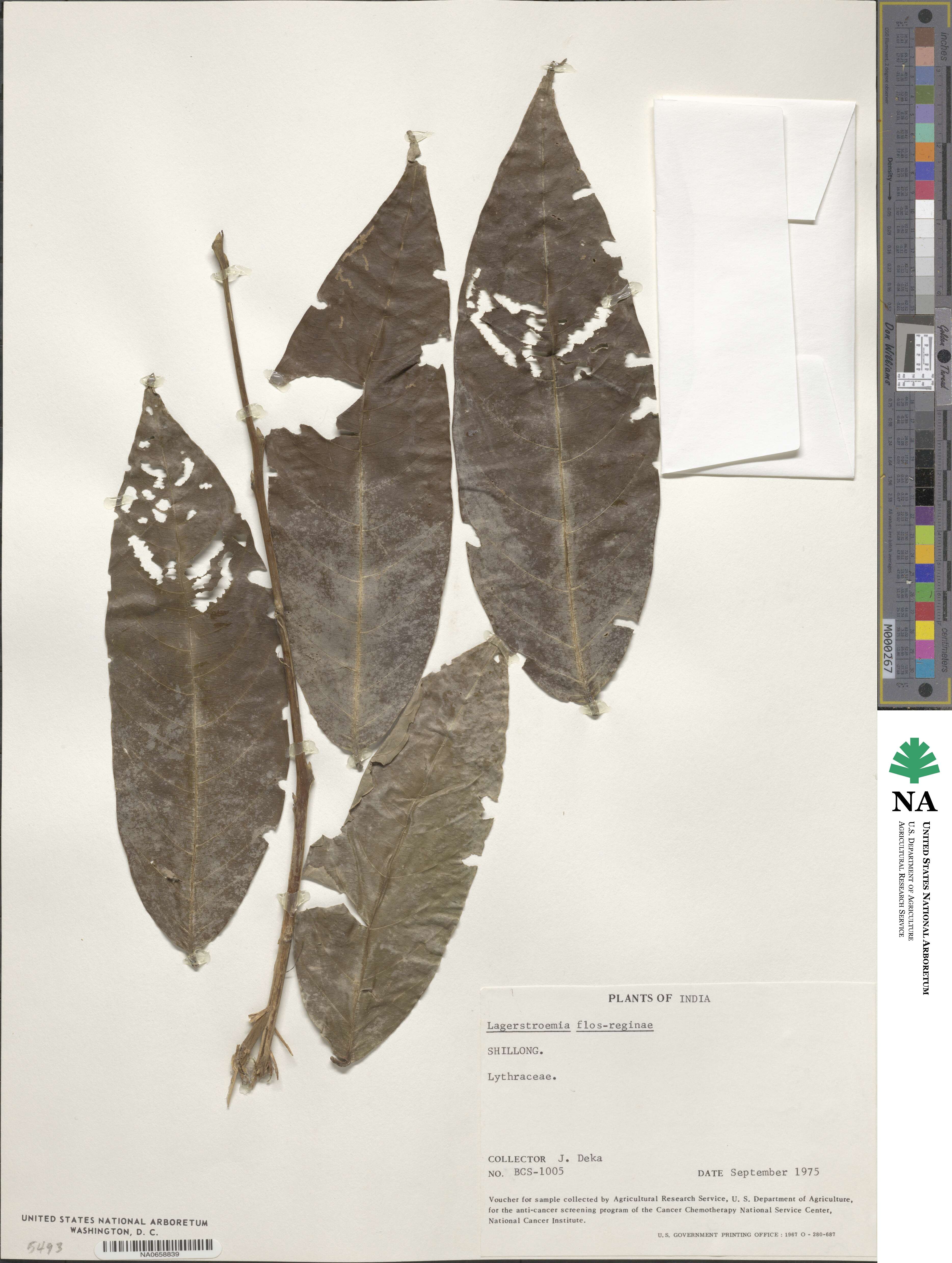 Lagerstroemia speciosa subsp. speciosa image