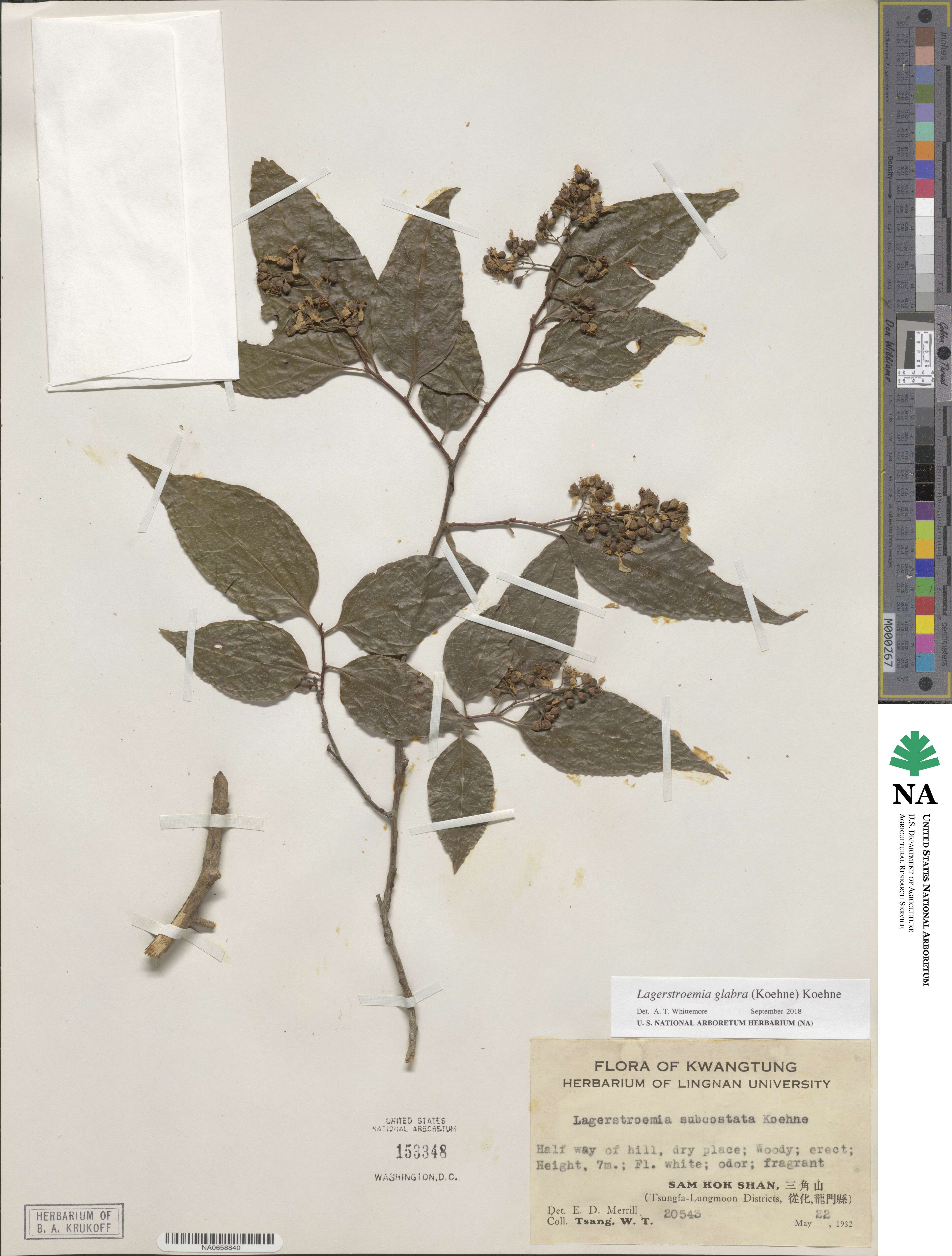 Lagerstroemia glabra image