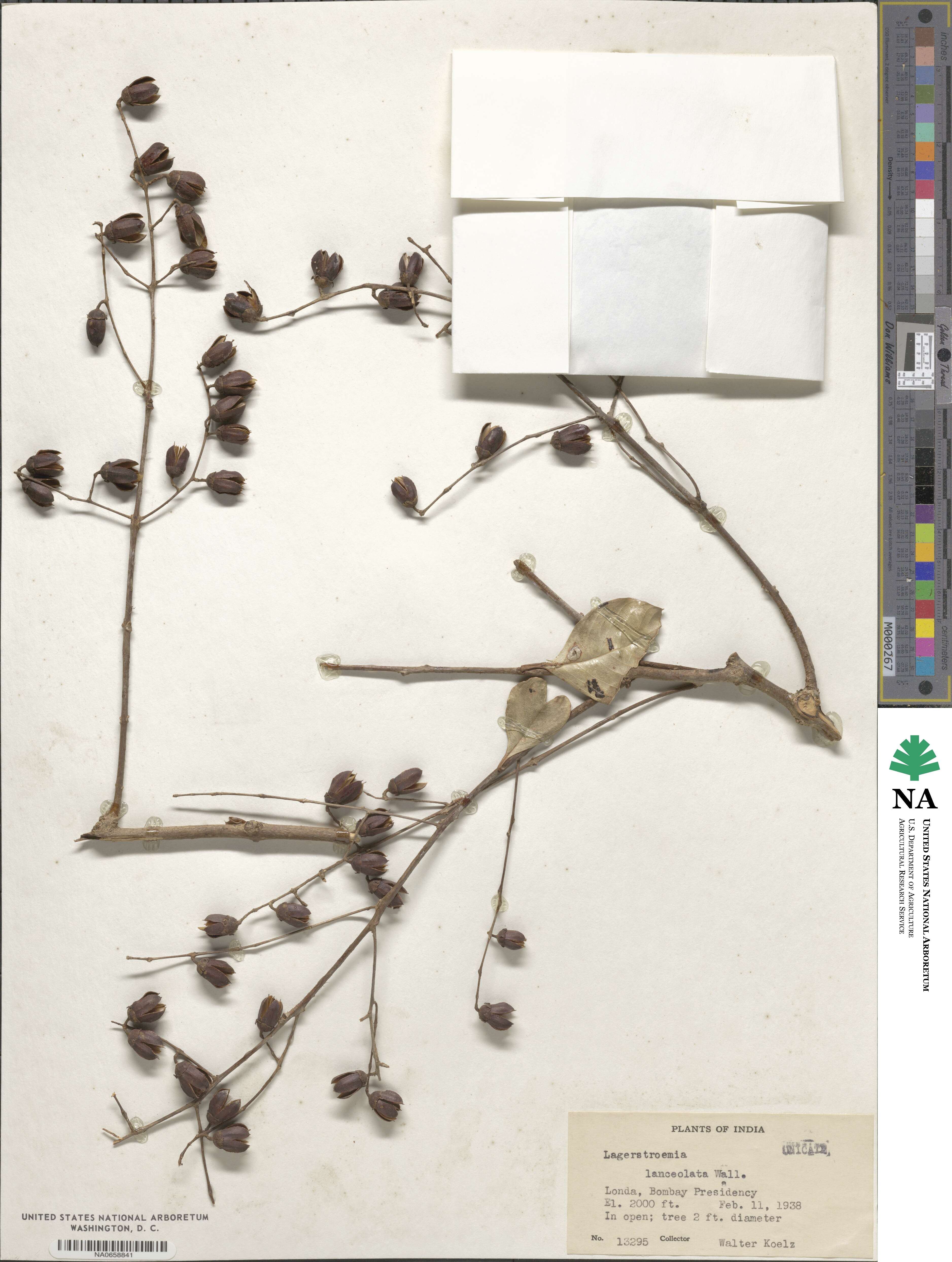 Lagerstroemia lanceolata image