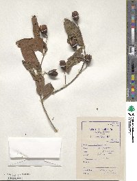 Lagerstroemia parviflora image