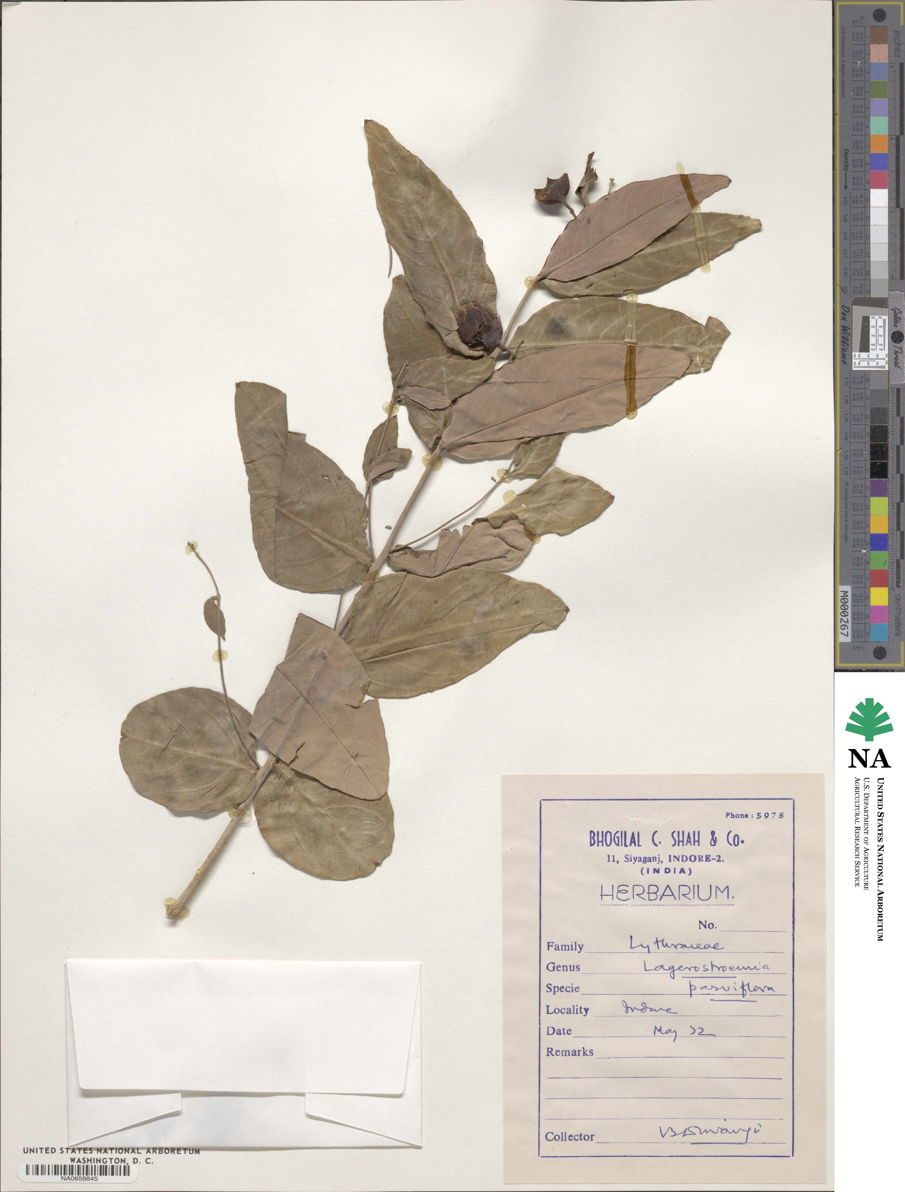Lagerstroemia parviflora image