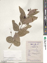 Lagerstroemia parviflora image