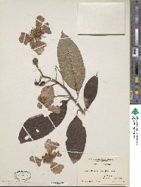 Lagerstroemia parviflora image