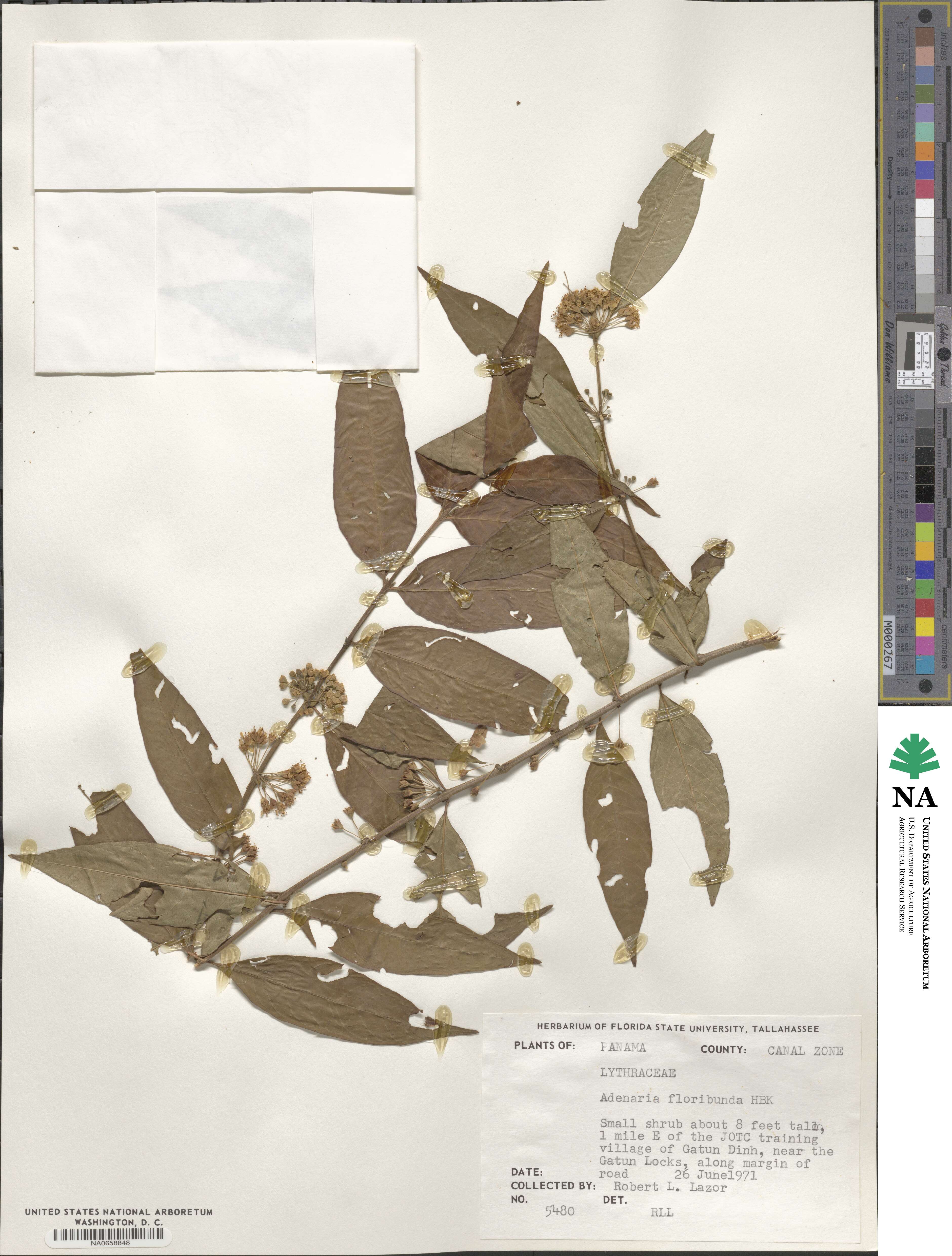 Adenaria floribunda image