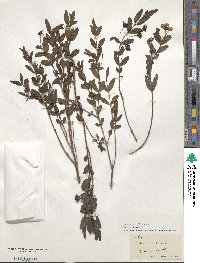 Media resource of Ginoria rohrii