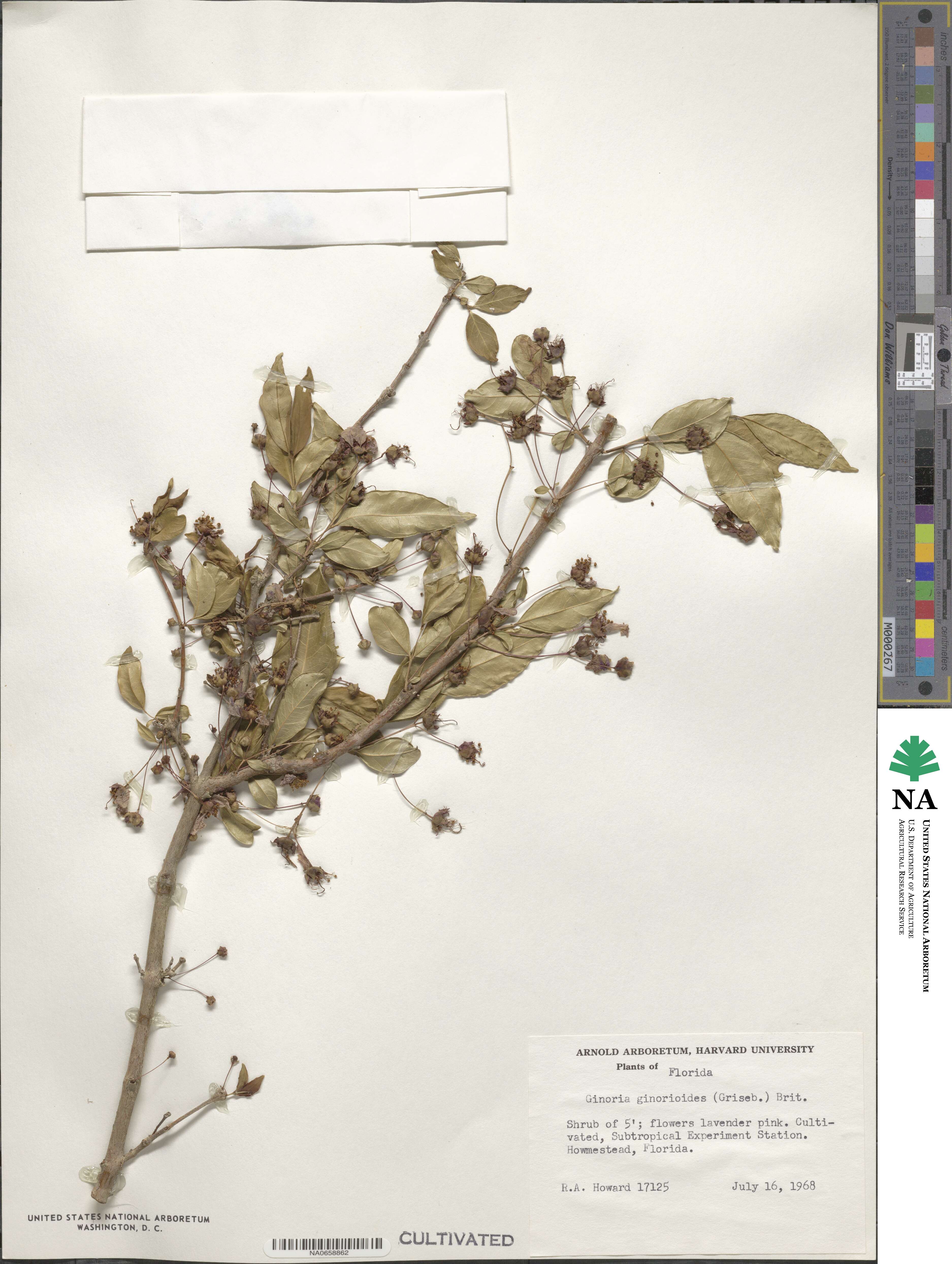 Ginoria ginorioides image