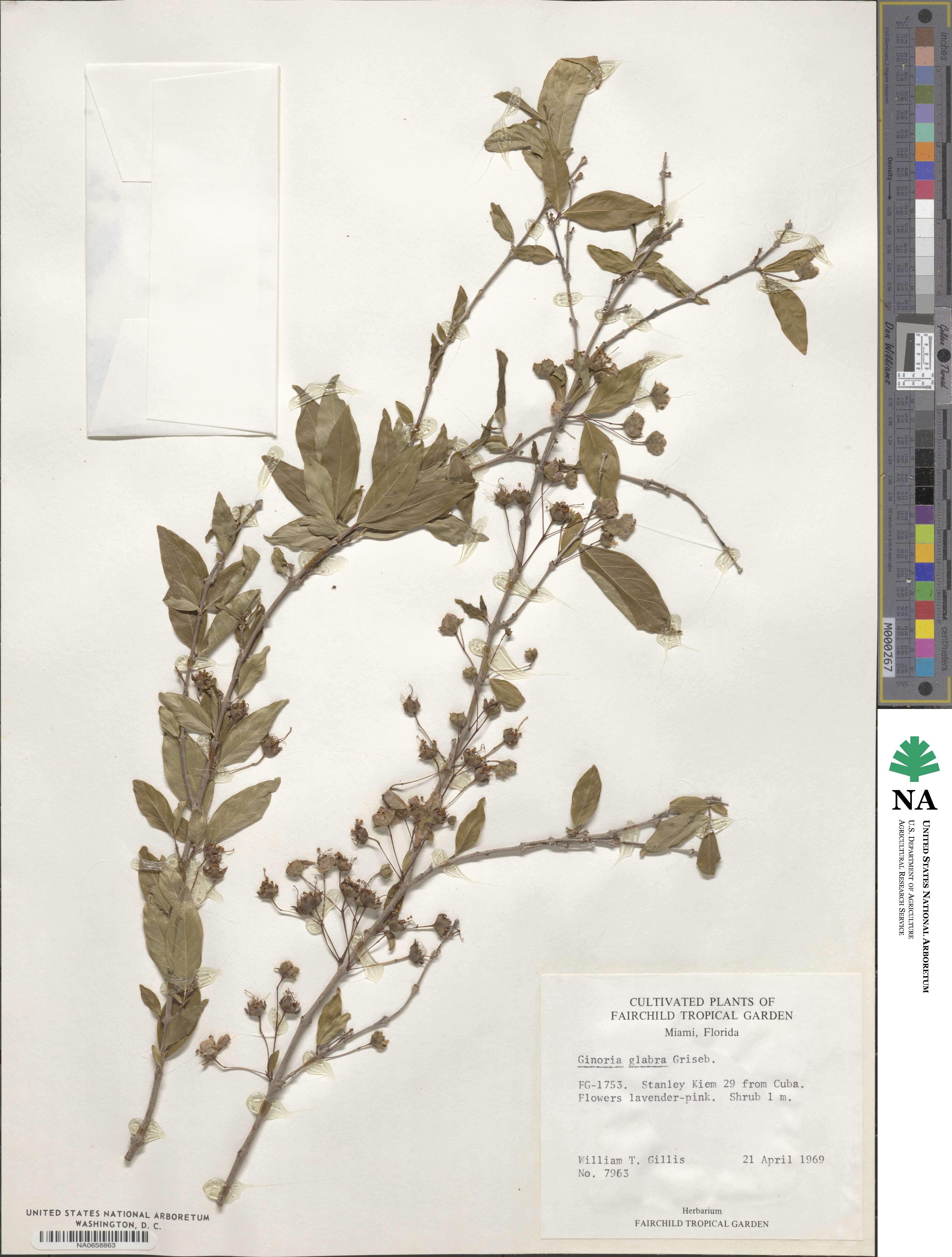 Ginoria glabra image