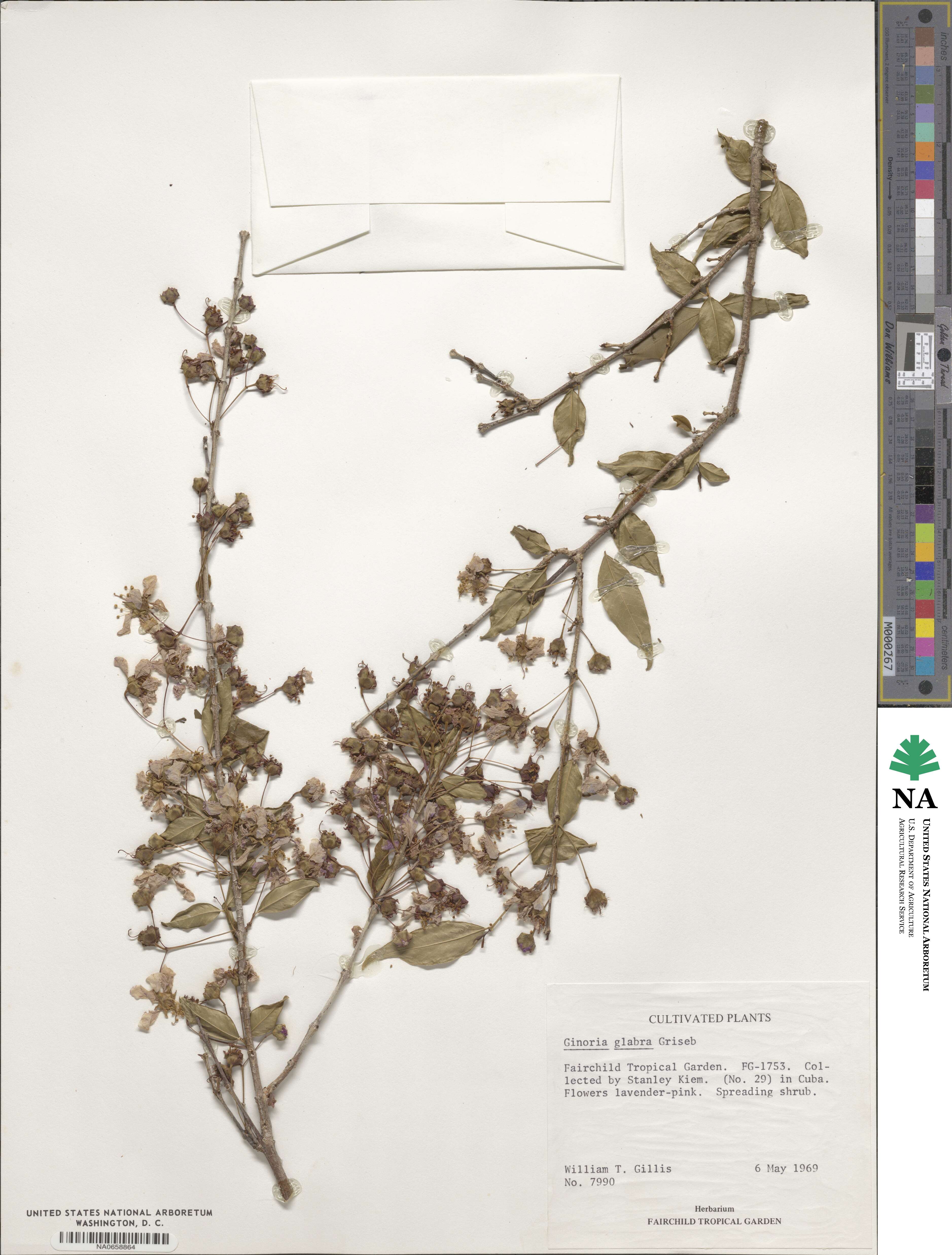 Ginoria glabra image